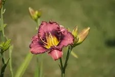 Forgotten Dreams.webp