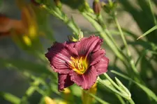 Grepe Velvet.webp