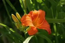 Orange Outbreak.webp