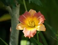 Prairie Blossems.webp