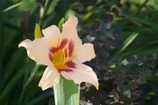Prairie Charmer.webp