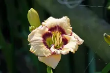 Smlg Hecke 71.webp