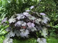 BILD4170.webp