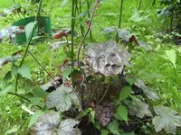 BILD4171.webp