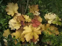 BILD4172.webp