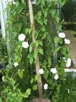 BILD4136.webp