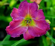 A27.webp