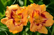 A217.webp