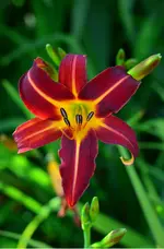 Marie.webp