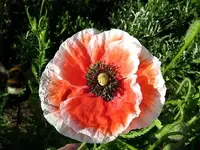 Mohn1.webp