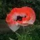 mohn3.webp