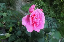 DSCF1860 (2).webp
