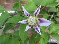 P1450500.JPG