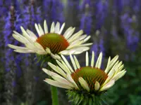 DSCN9387.webp