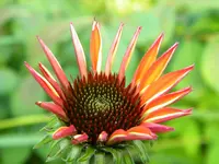 DSCN9388.webp