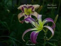 IMG_1372.webp