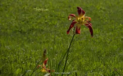 IMG_1395.webp