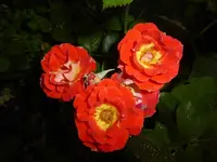 P1460071.webp
