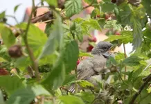 v9 ruft+++.webp