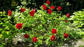 20150706_121715.jpg