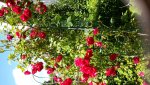 20150706_121958.jpg
