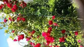 20150706_121958.webp