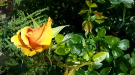 20150706_121844.jpg