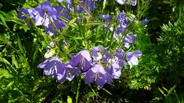 20150706_121805.webp
