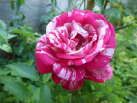 P1450506.webp