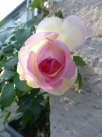 P1450413.webp