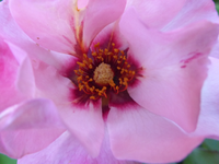P1450306.webp
