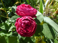 P1450480.webp