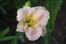 Barbara Mitchell.webp
