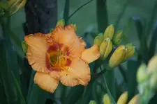 Cherry Eyed Bumpkin.webp