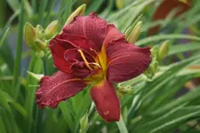 Double Firecracker.webp