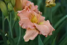 Flaming June.webp