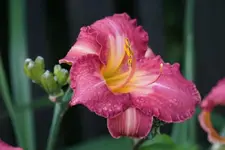French Porcelain.webp