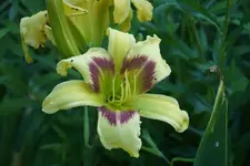 Green Eyed Giant.webp