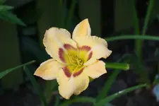 Janie Wilson.webp