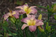 Nil Crane.webp