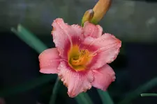 No Name 412_5.webp