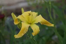 Sachsen Yellow Angel.webp