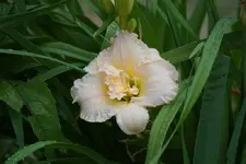 Schnickel Fritz.webp