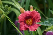 Siloam Jim Cooper.webp