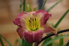 Smlg Hofstaetter4.webp