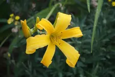 Sunstar.webp