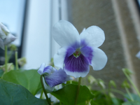 P1450492.webp