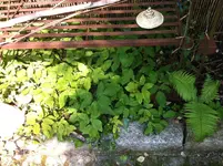 Foto 1.webp
