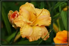 Albert 31.webp