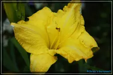 Bells Appealing.webp
